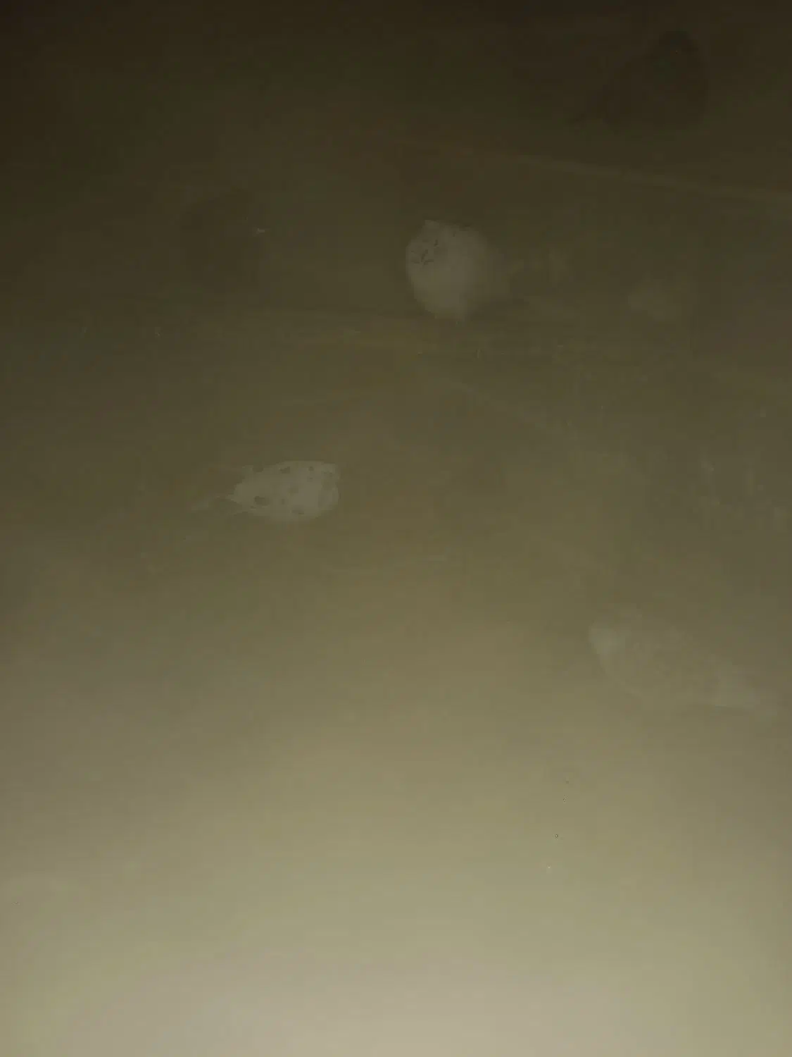 کبوتر مسابقه ای|پرنده|شفت, |دیوار