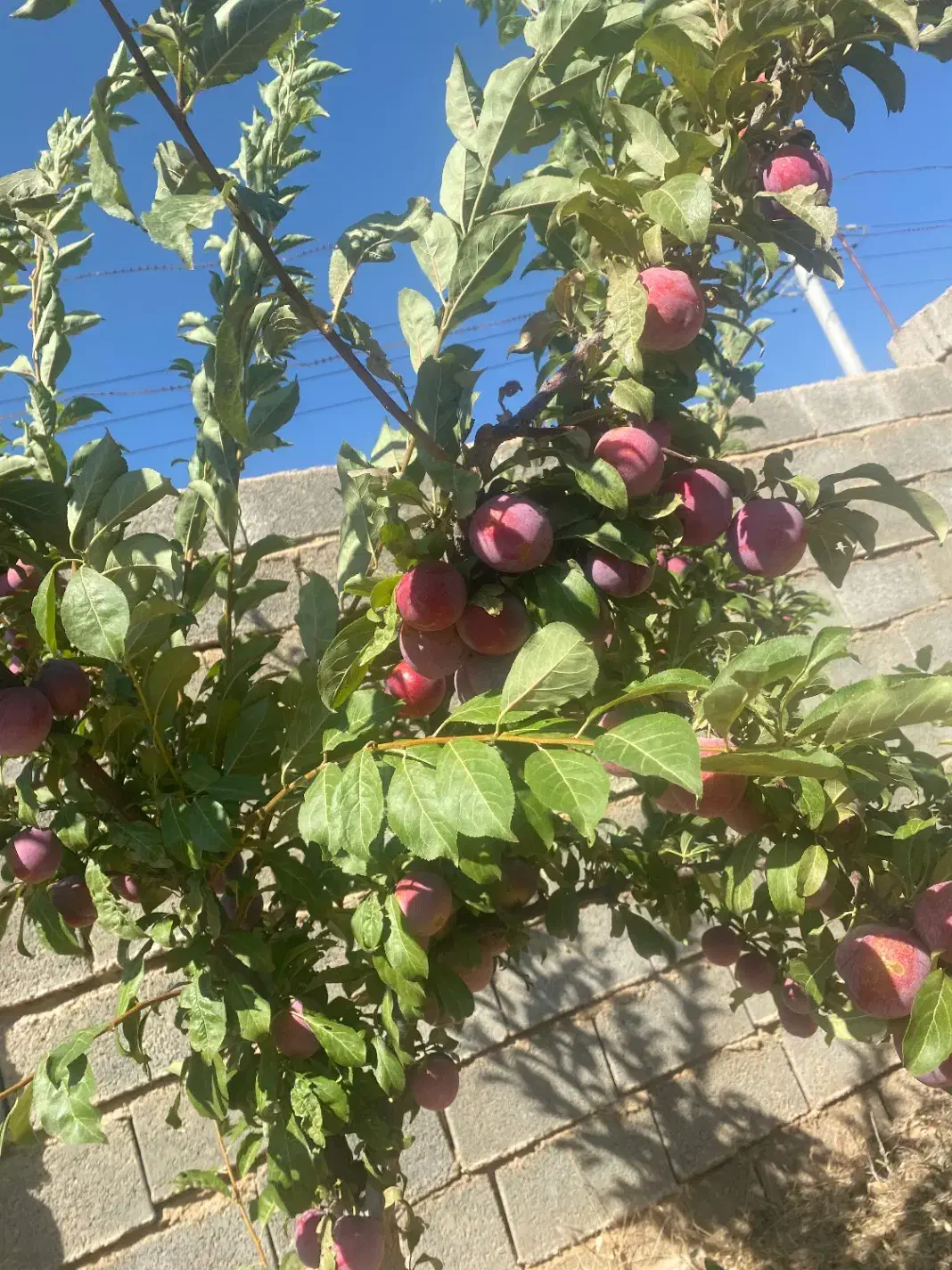 باغ شهری سنددار با ۱۳۰ متر بنا کودیان|فروش خانه و ویلا|شیراز, قلات|دیوار