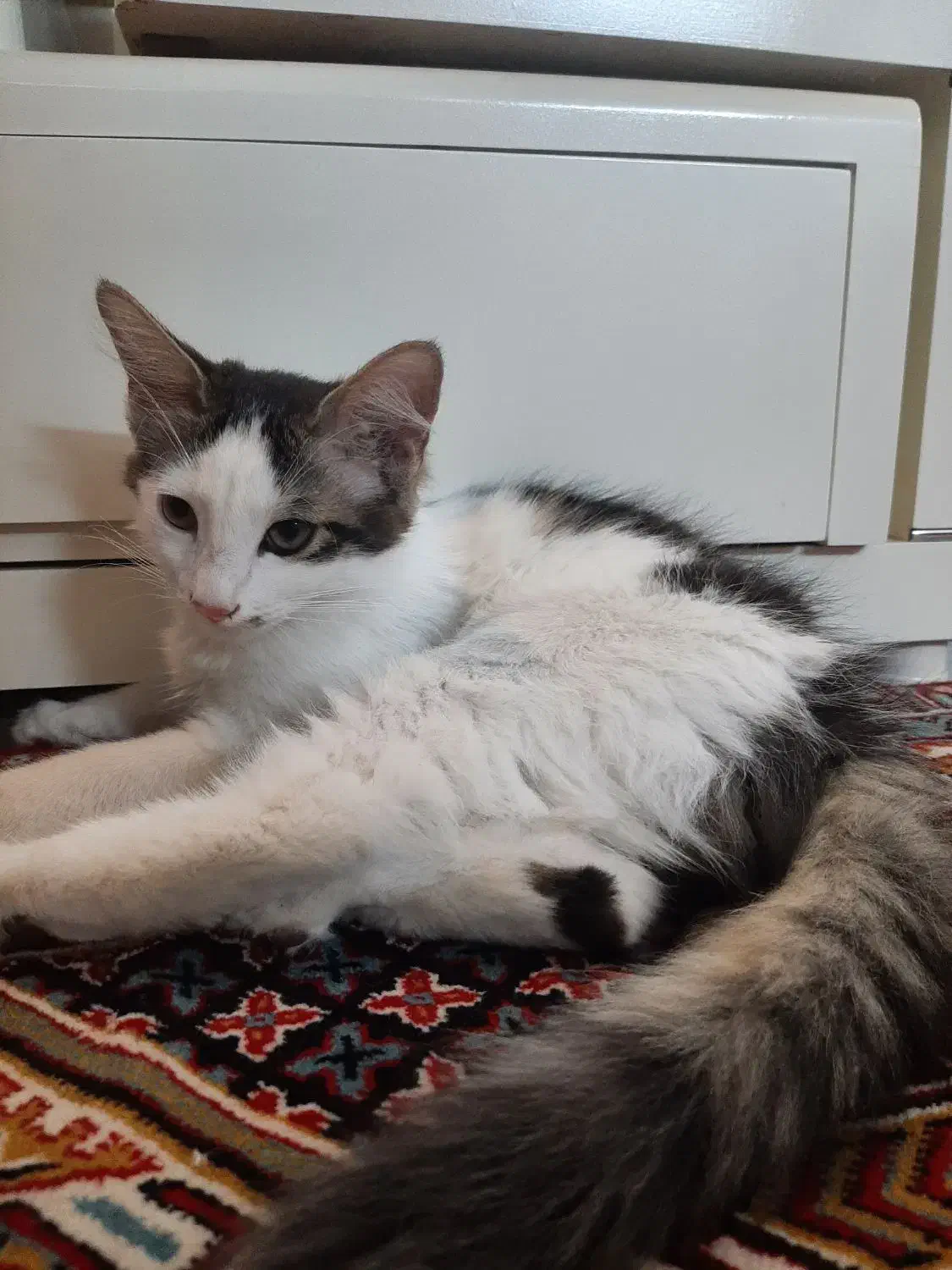 گربه دستی و مهربون بازیگوش|گربه|اصفهان, بوستان ناژوان|دیوار