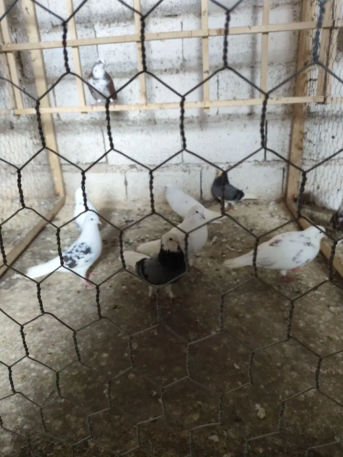 لانه سگ و تعدادی کبوتر|پرنده|رشت, حومه رشت|دیوار