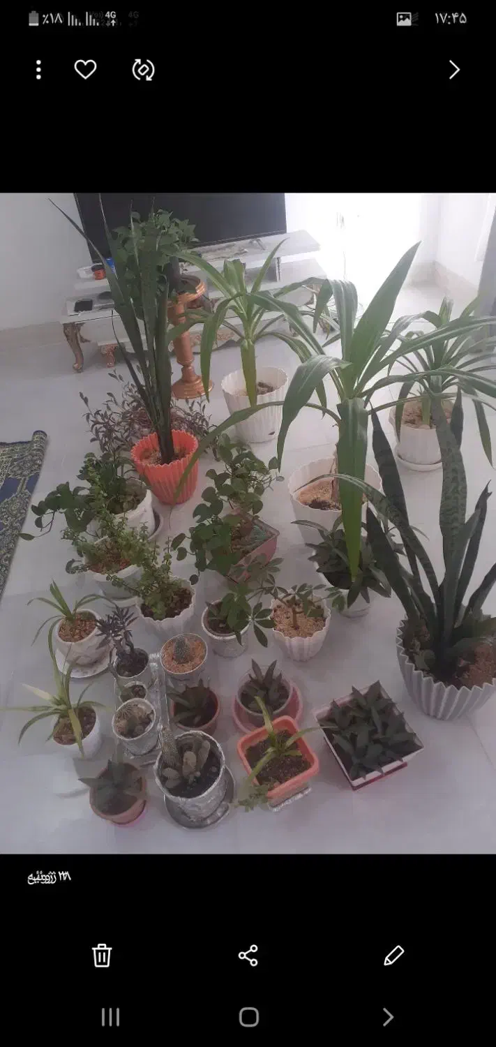 فروش گل|گل و گیاه طبیعی|مرودشت, فاز دوم شهرک فرهنگیان|دیوار