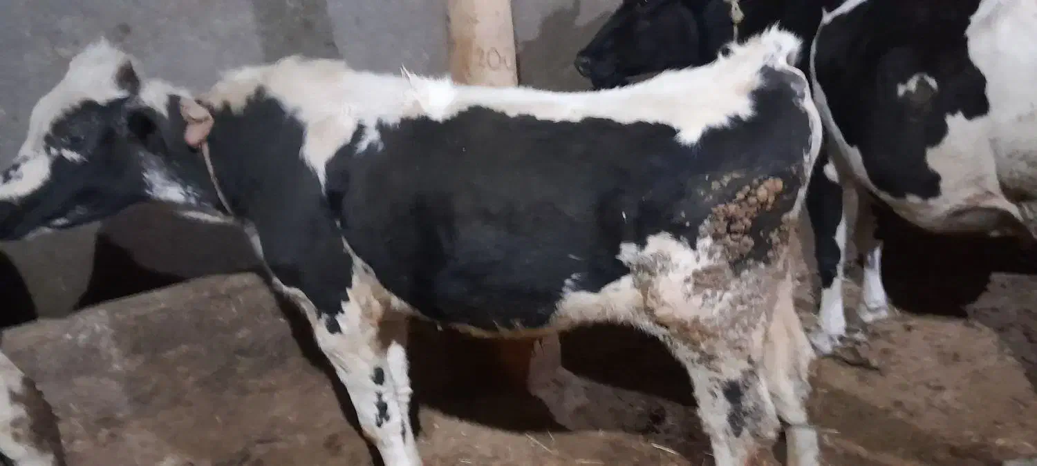 فروش گاو|حیوانات مزرعه|نظر کهریزی, |دیوار