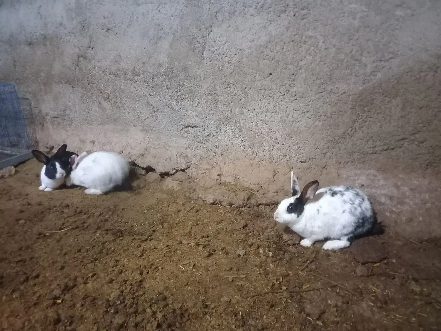 خرگوش|موش و خرگوش|قوچان, |دیوار