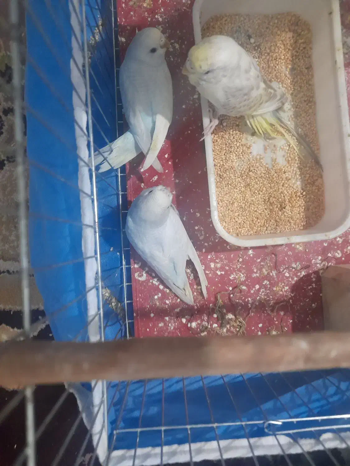 یک جفت  مرغ عشق جوان ریمو رنگین کمانی|پرنده|اندیمشک, |دیوار