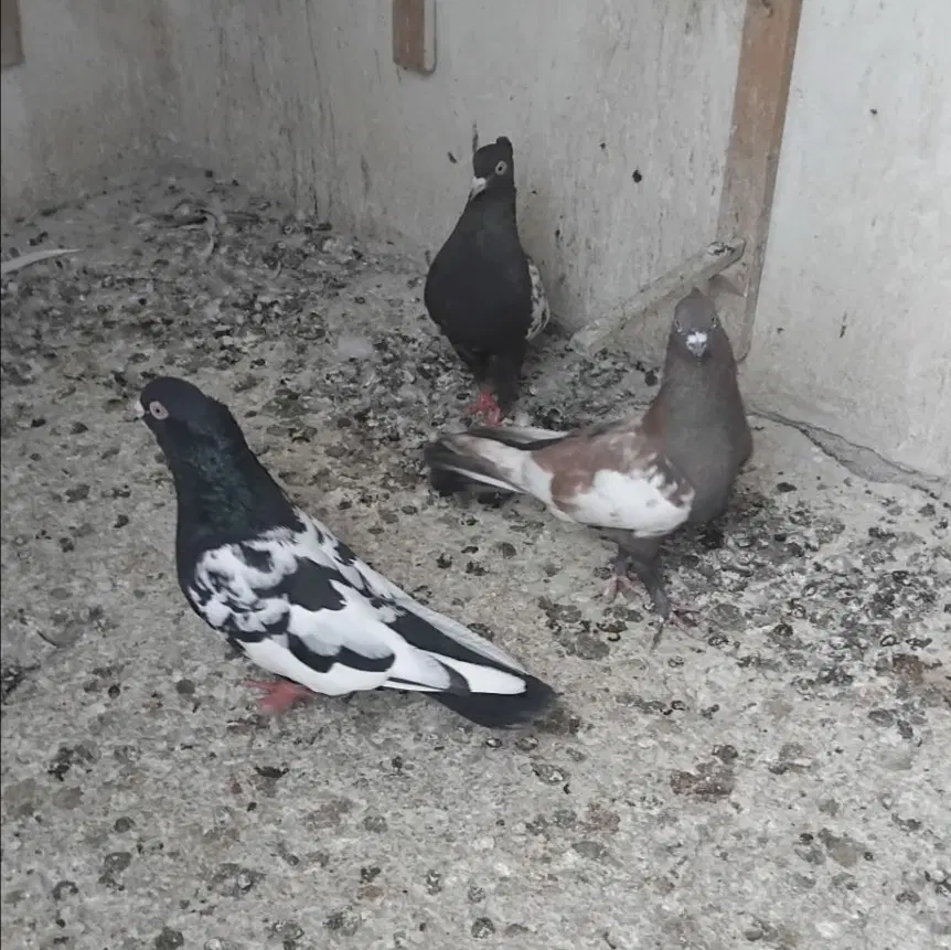 کفتر|پرنده|مشهد, گاز|دیوار