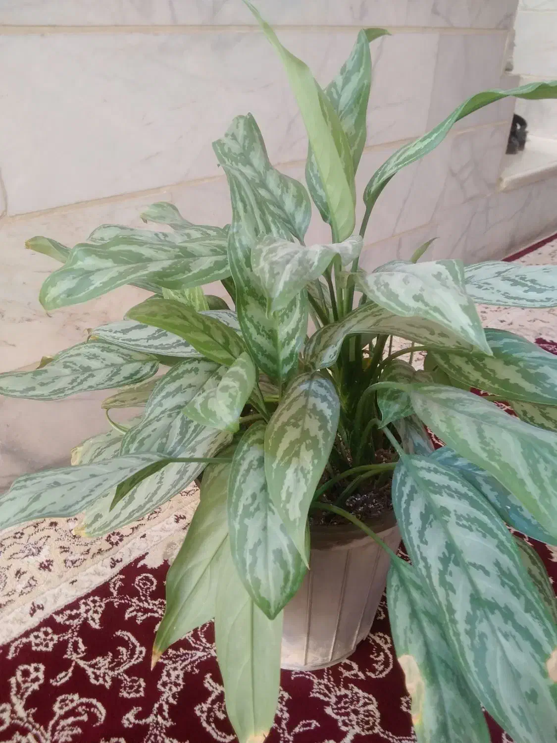 گل طبیعی|گل و گیاه طبیعی|یزد, |دیوار