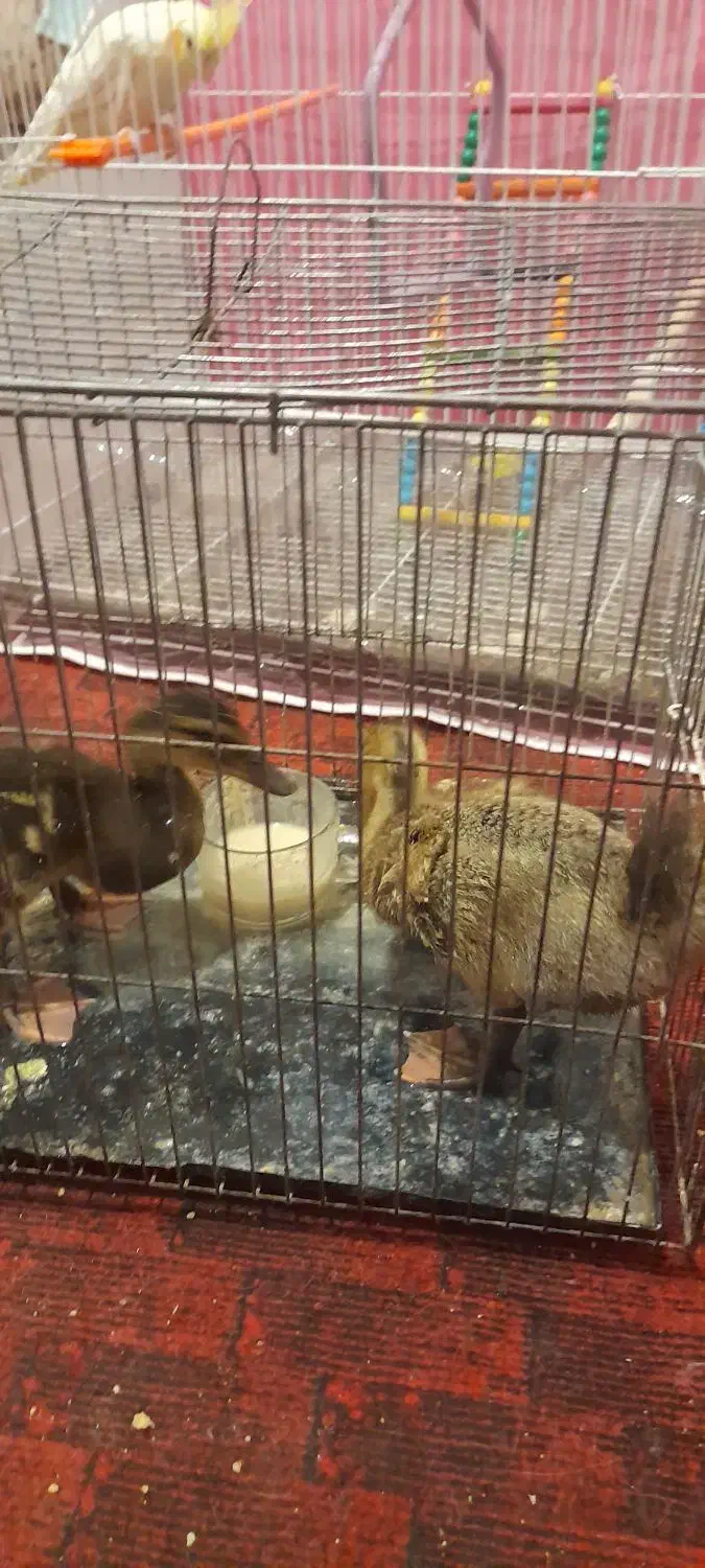 مرغابی|حیوانات مزرعه|تربتحیدریه, شهرک ولیعصر|دیوار