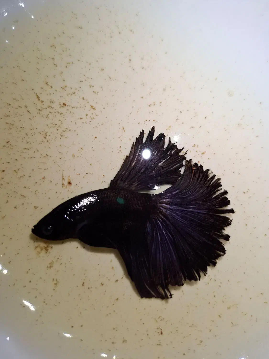 فایتر کلکسیونی|ماهی|پردیس, فاز ۱۱|دیوار