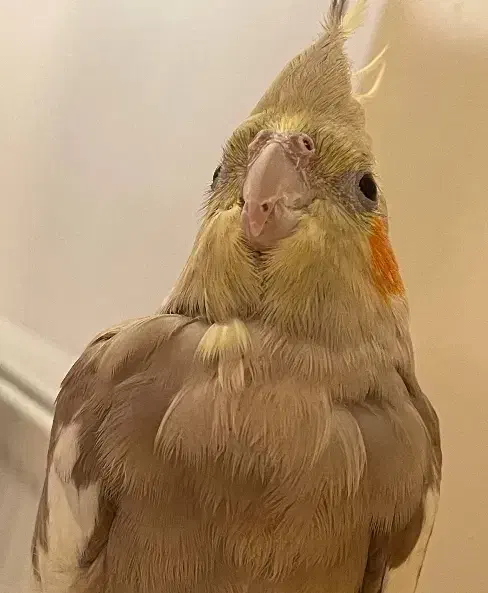 گم شده|حیوانات|اردبیل, |دیوار