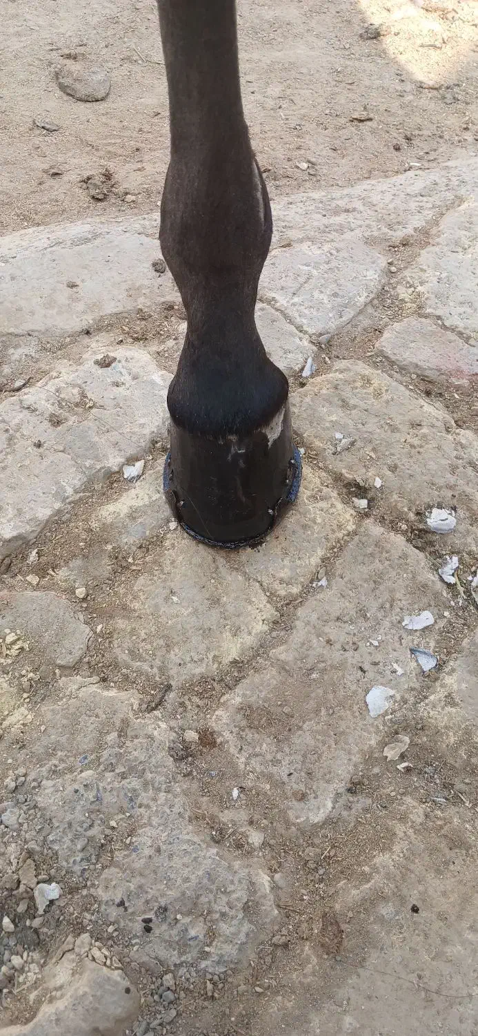 نعلبندی|اسب و تجهیزات اسب‌سواری|اصفهان, رزمندگان|دیوار