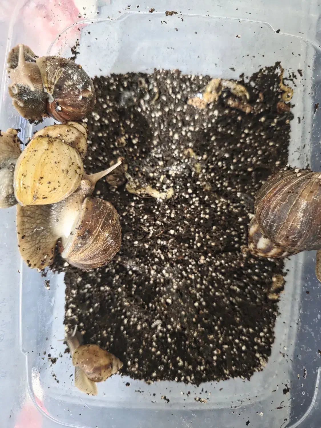 حلزون مولد|خزنده|سنندج, |دیوار