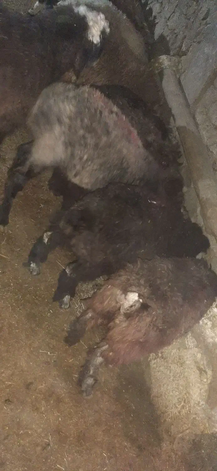 فروش 6راس بره نصف نر نصف ماده|حیوانات مزرعه|چیتاب, |دیوار