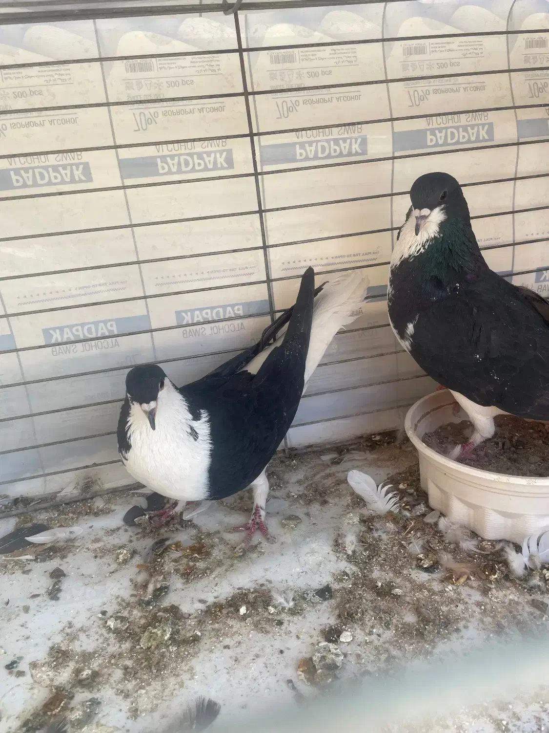 کبوتر اصفهانی|پرنده|زارچ, |دیوار