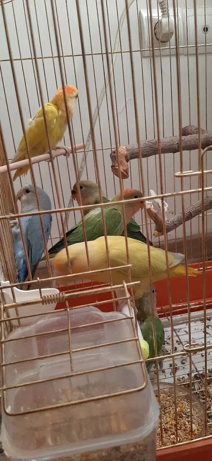 طوطی برزیلی|پرنده|تهران, جنتآباد مرکزی|دیوار