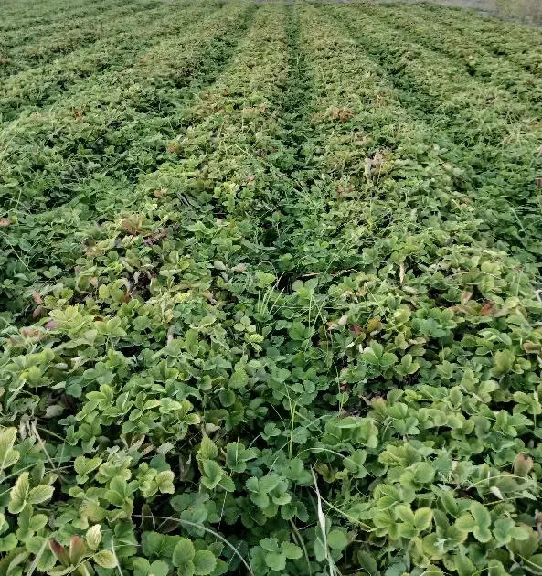 نهال توت فرنگی سابرینا نی ۱۰میلیون|خدمات باغبانی و درختکاری|خان ببین, |دیوار