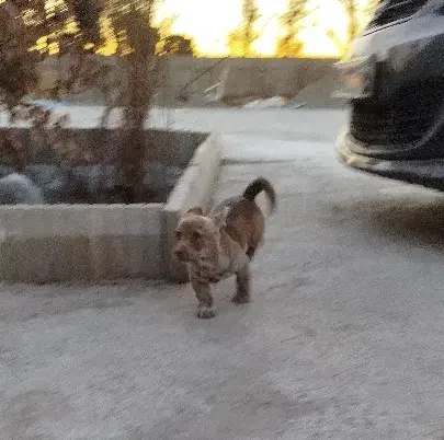 سگ پاکوتاه شیواوا|سگ|قرچک, میرزائی جنوبی|دیوار