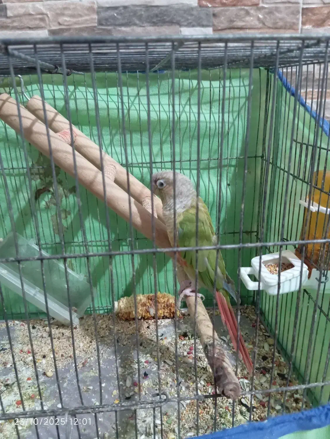 گرینچیک|پرنده|چمران, |دیوار