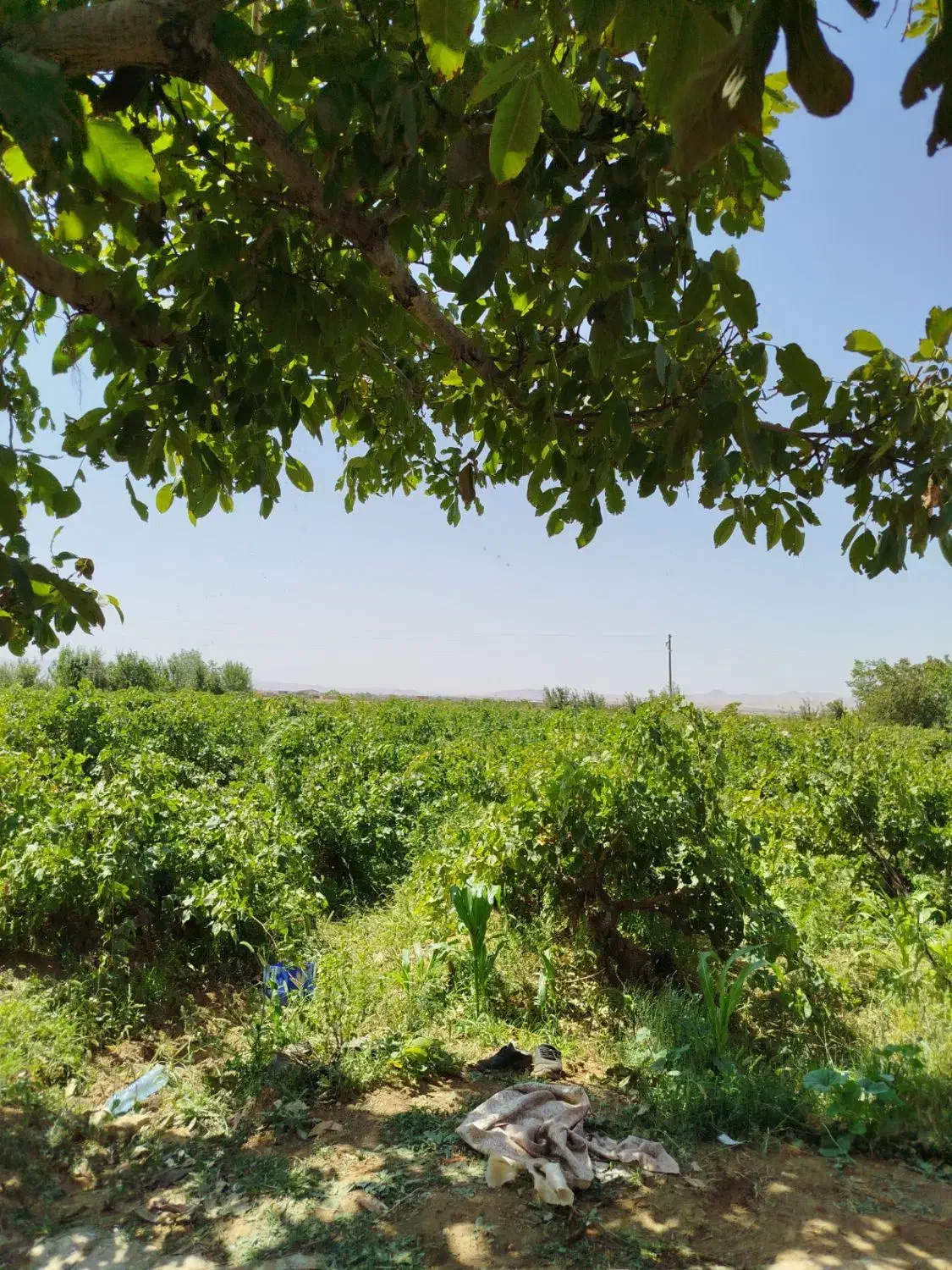 باغ فروشی|فروش زمین و ملک کلنگی|خرمدشت, |دیوار