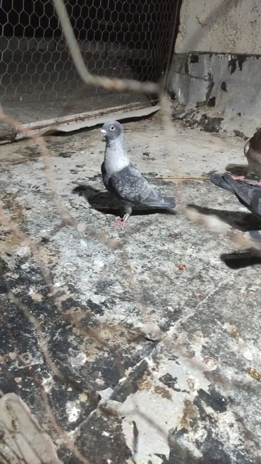 کبوتر|پرنده|برازجان, |دیوار