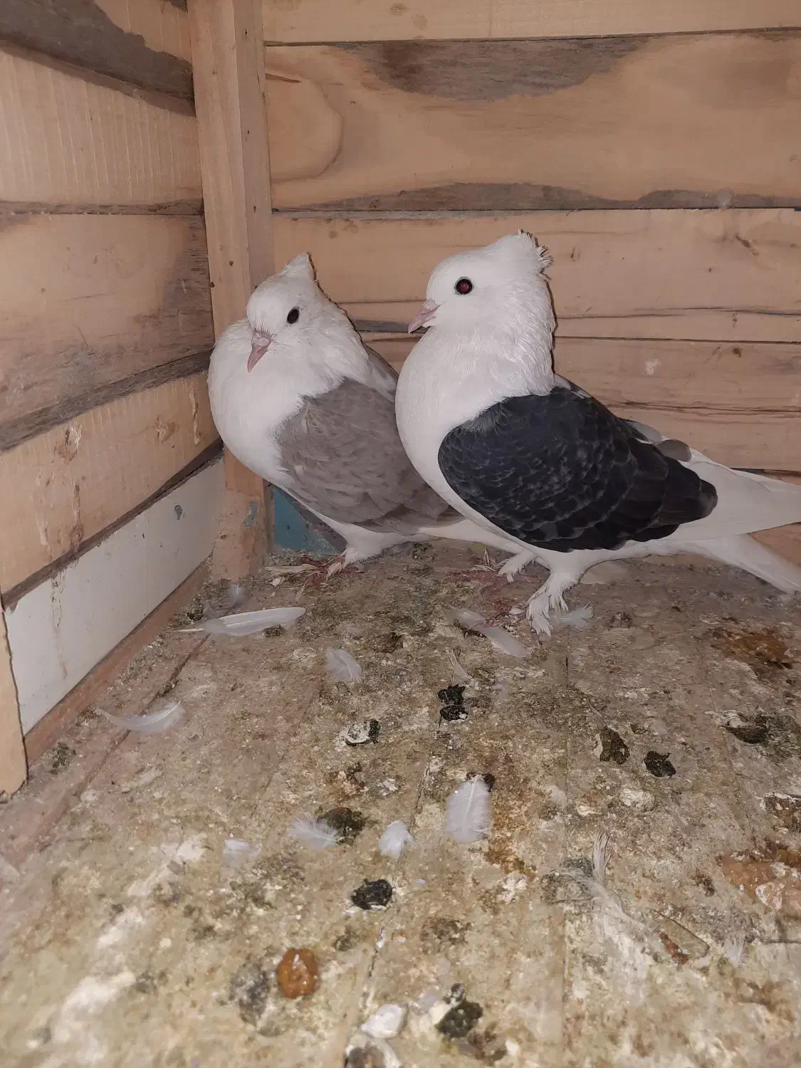 کبوتر پشت(دو کت)خوشگل|پرنده|شیروان (خراسان), |دیوار