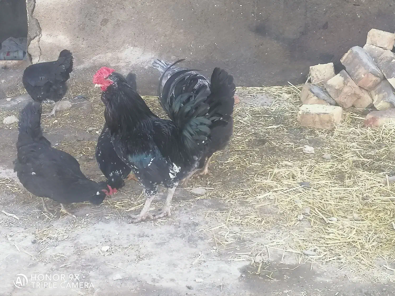 تخم نطفه دار گلین|حیوانات مزرعه|قم, جمکران|دیوار