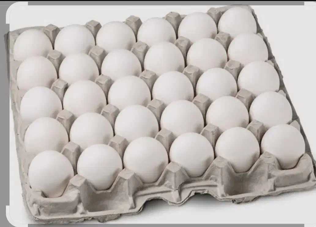 پخش تخم مرغ|خوردنی و آشامیدنی|قم, باغ شریفی|دیوار