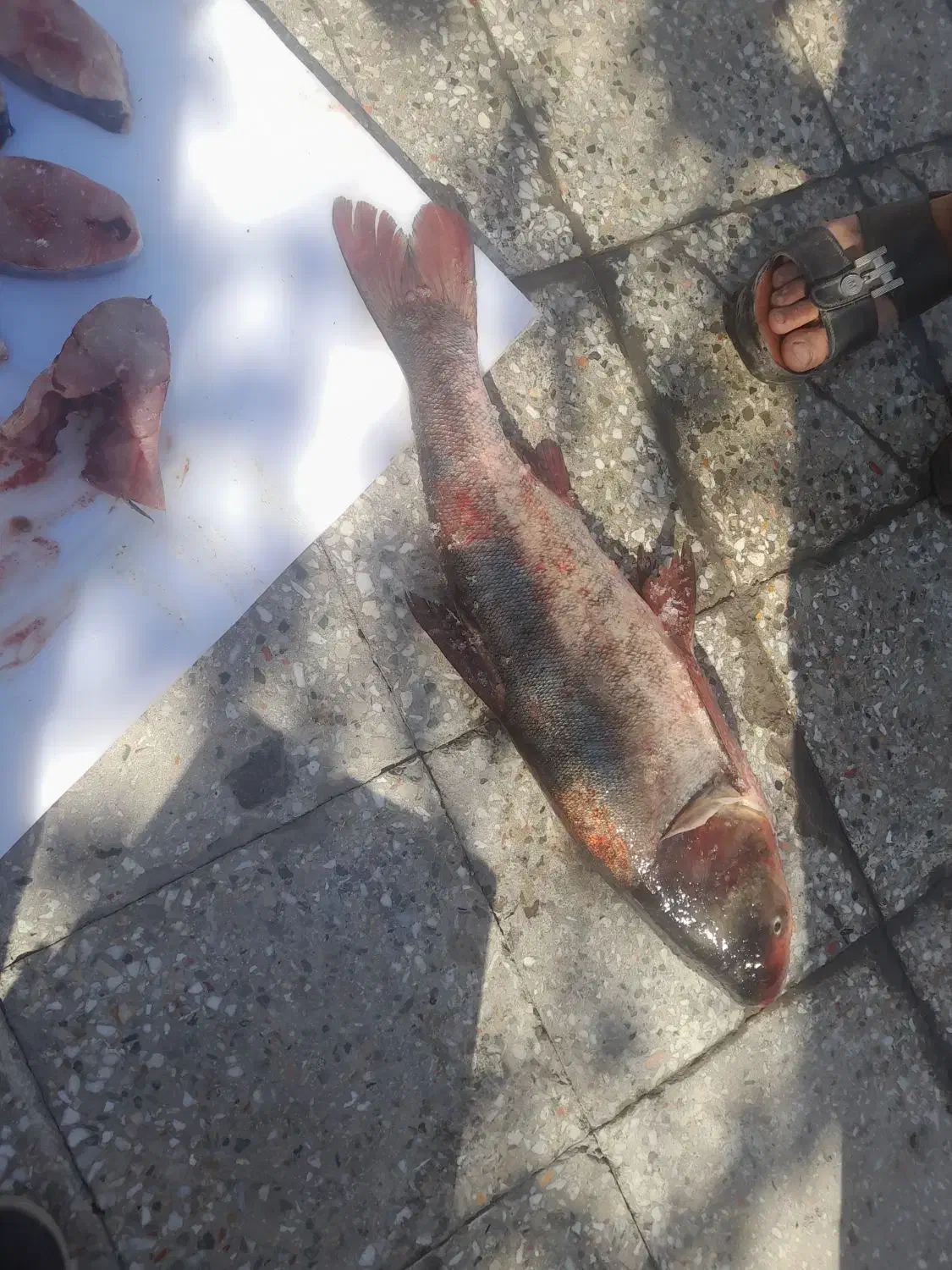 ماهی|ماهی|رامهرمز, |دیوار