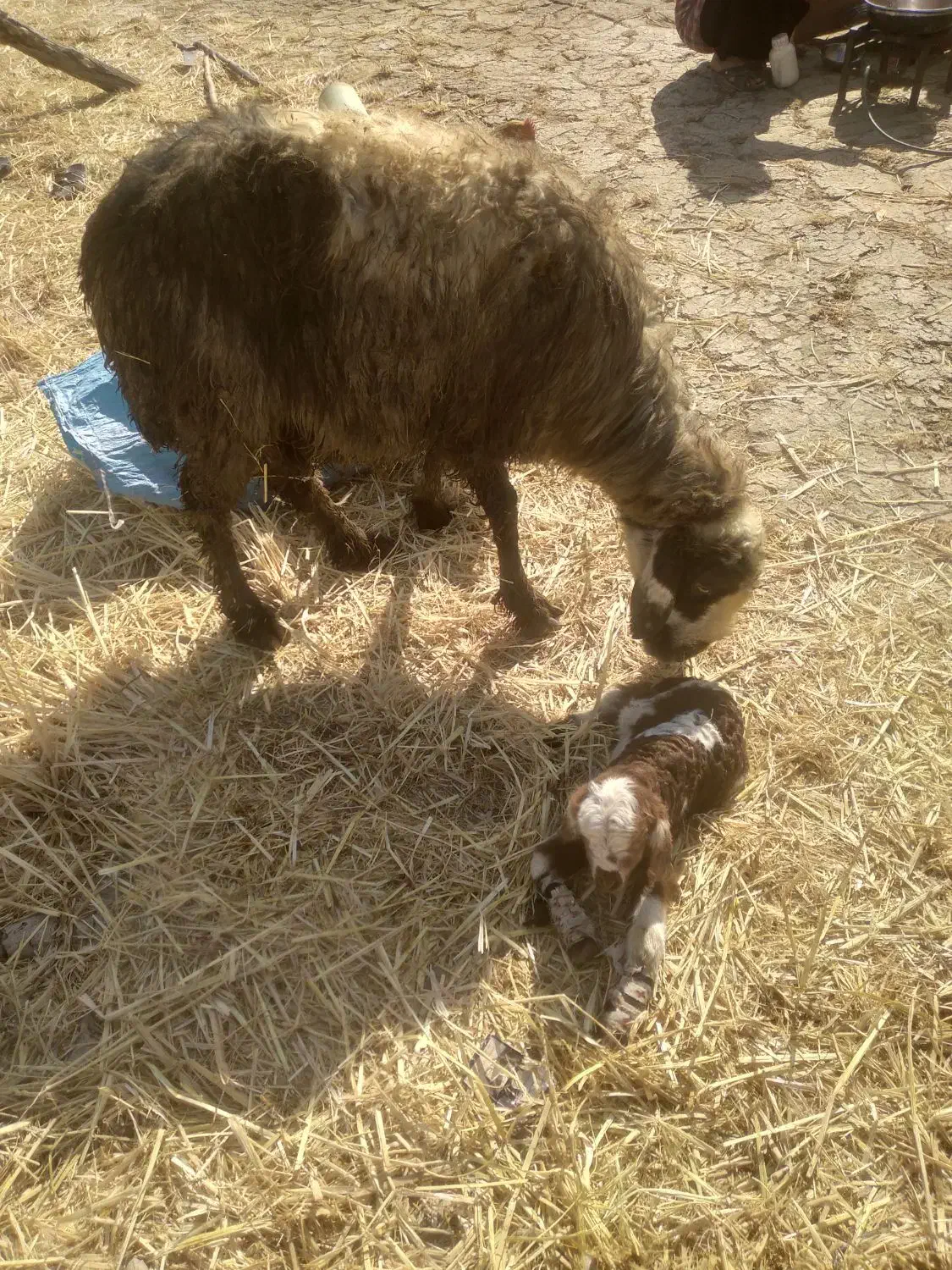 میش و بره|حیوانات مزرعه|دورود, |دیوار