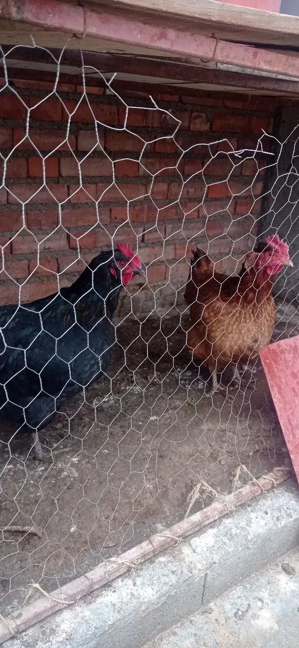 مرغ محلی|حیوانات مزرعه|لیلان, |دیوار