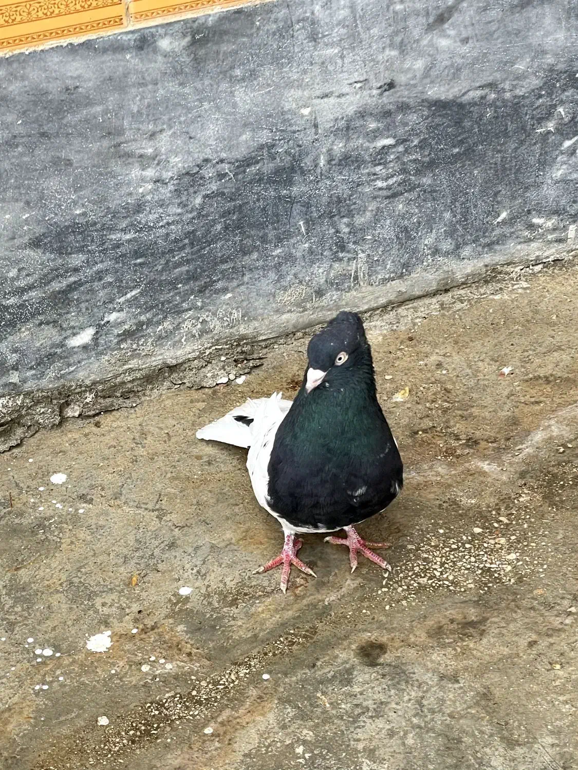 کله سیاه|پرنده|اهواز, کیان اباد|دیوار