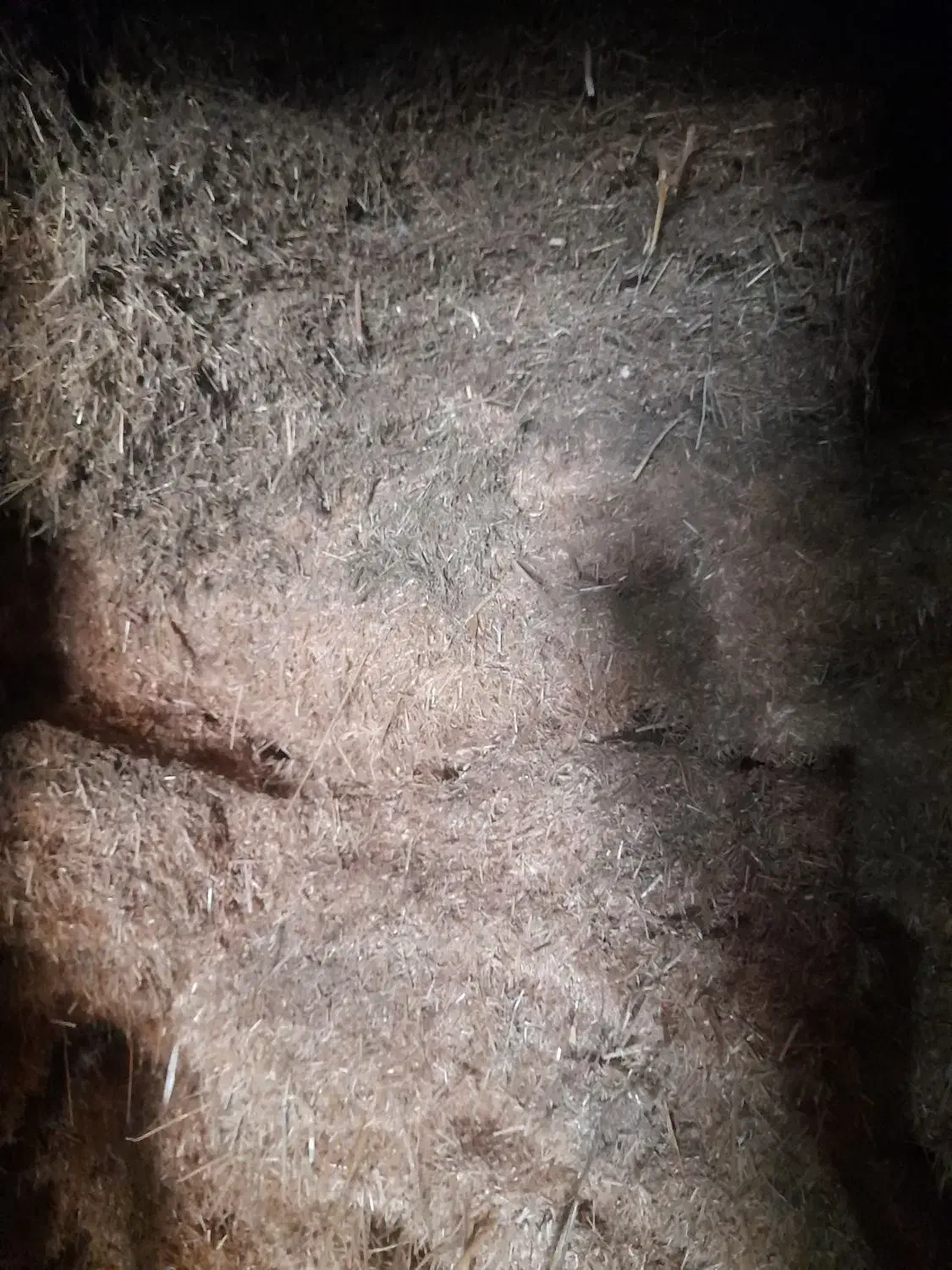 کاه سفید با کاه یونجه|لوازم جانبی حیوانات|بروجرد, |دیوار