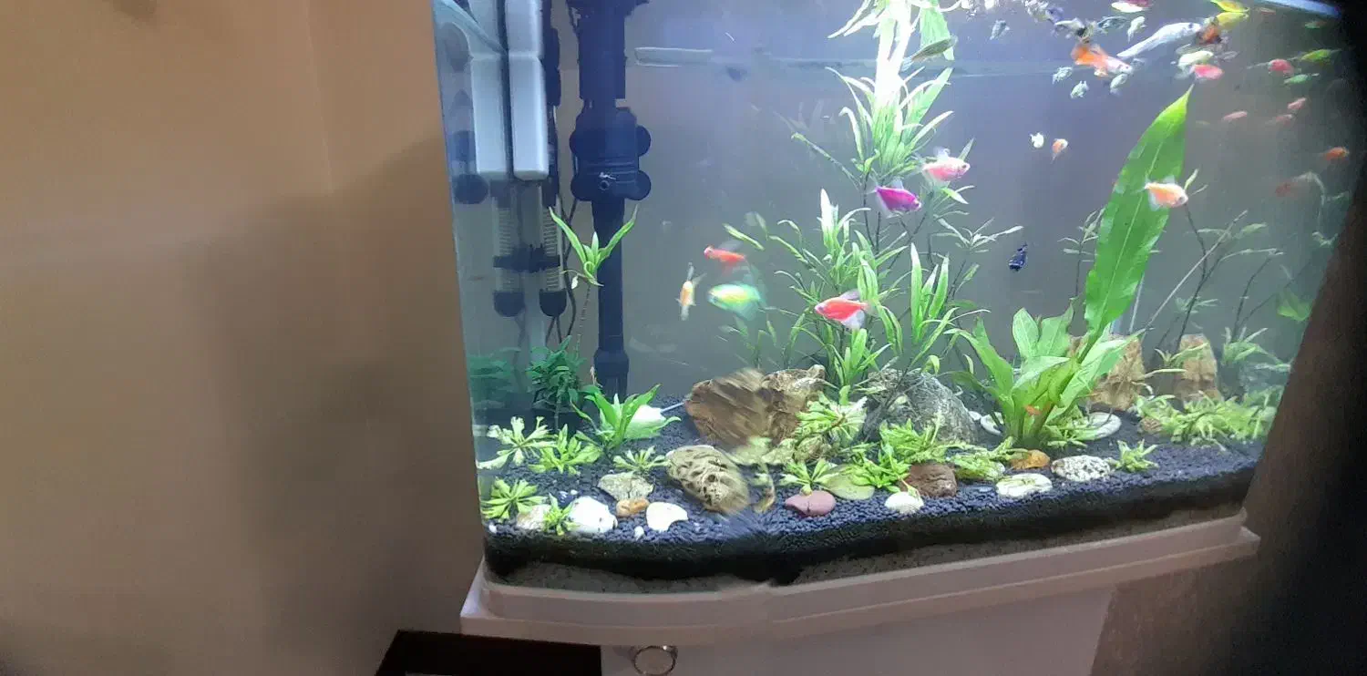 آکواریوم شیشه خم دلسا|ماهی|دماوند, گیلاوند|دیوار