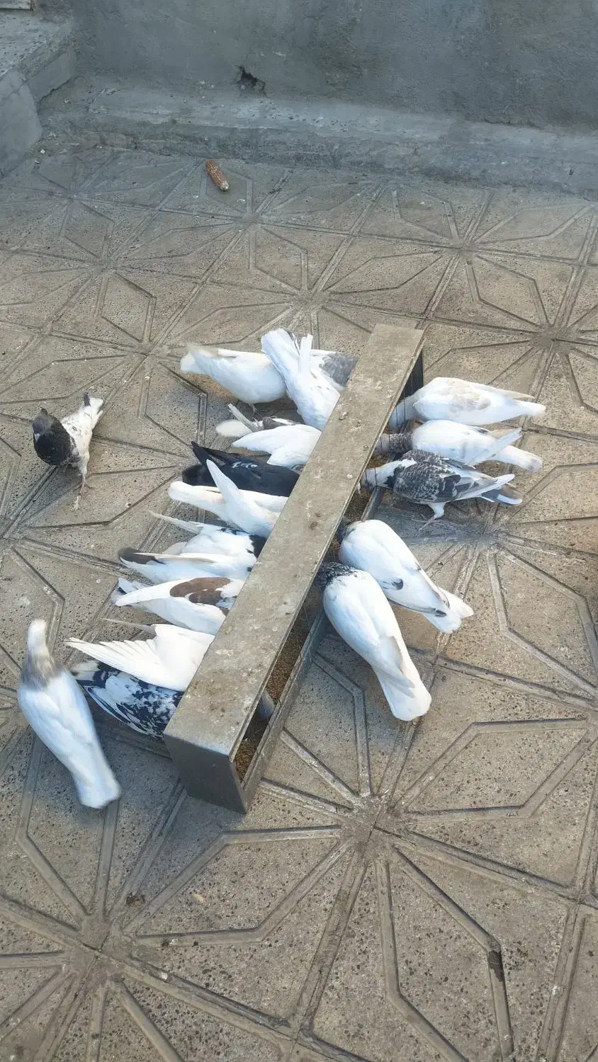 کله و طوقی و پشتی معامله با مرغ|پرنده|تربت جام, جامی|دیوار