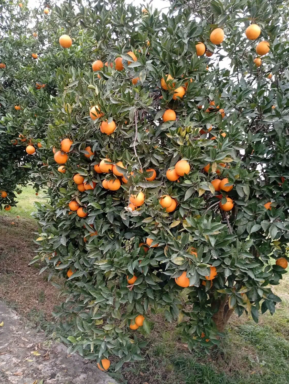 پرتغال|خوردنی و آشامیدنی|عباس‌آباد, |دیوار