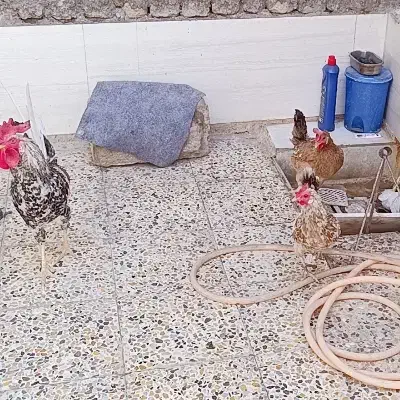 مرغ وخروس سراه خرمشهر عین دو دونی سیصدوپنجاه|حیوانات مزرعه|اهواز, عین ۲|دیوار