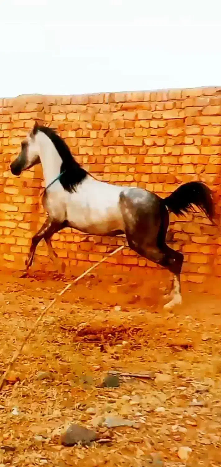 اسب مادیان|اسب و تجهیزات اسب‌سواری|ساوه, |دیوار