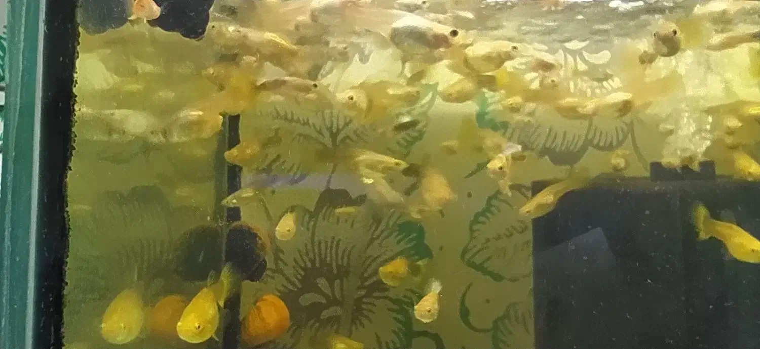 ماهی گوپی زیبا|ماهی|کرمانشاه, |دیوار