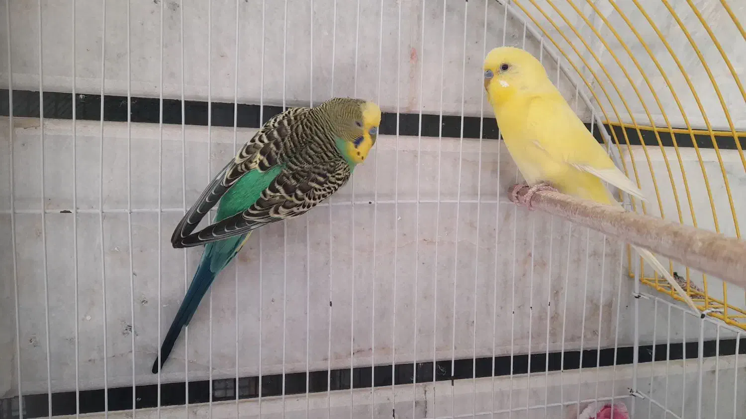 مرغ عشق|پرنده|کردکوی, |دیوار