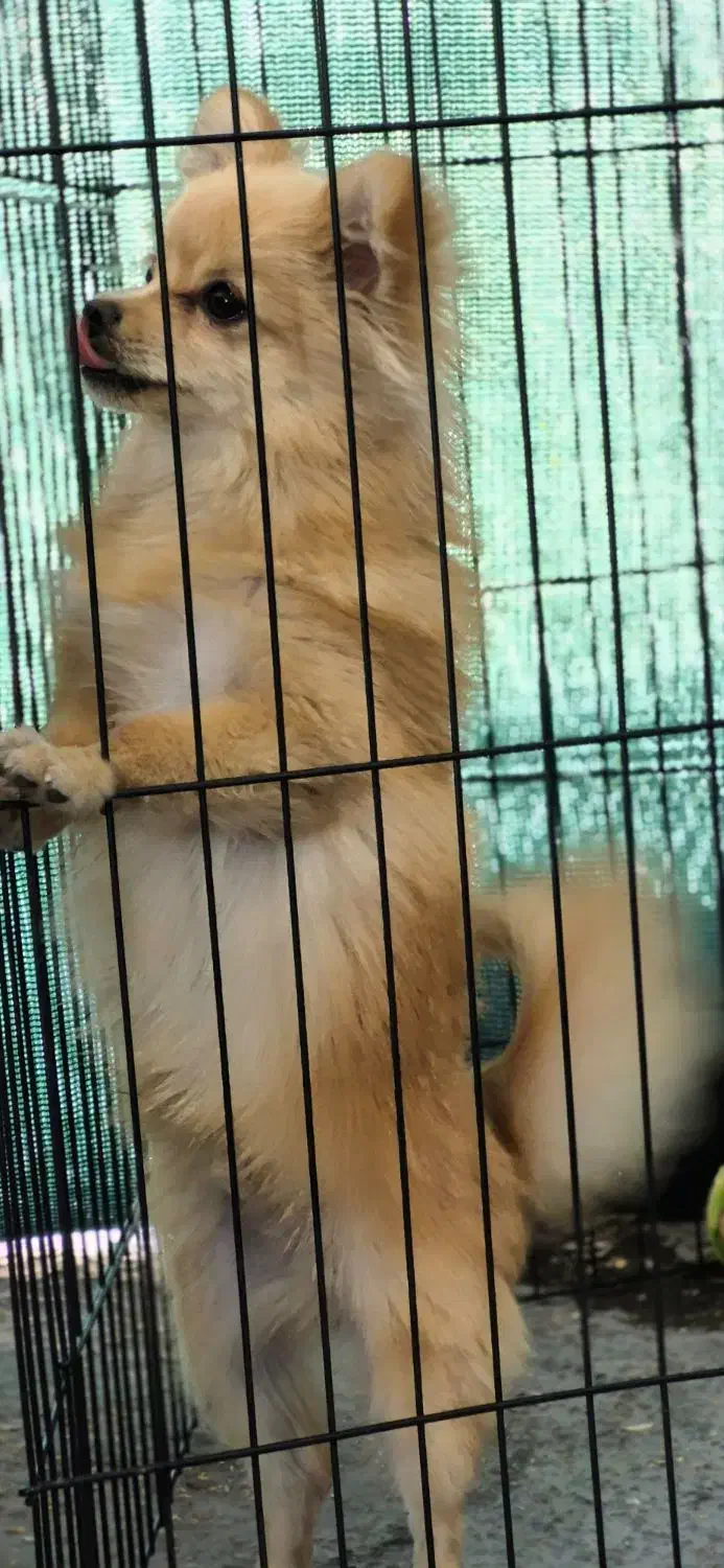 سگ پامر روباهی سایز صفر|سگ|فسا, |دیوار