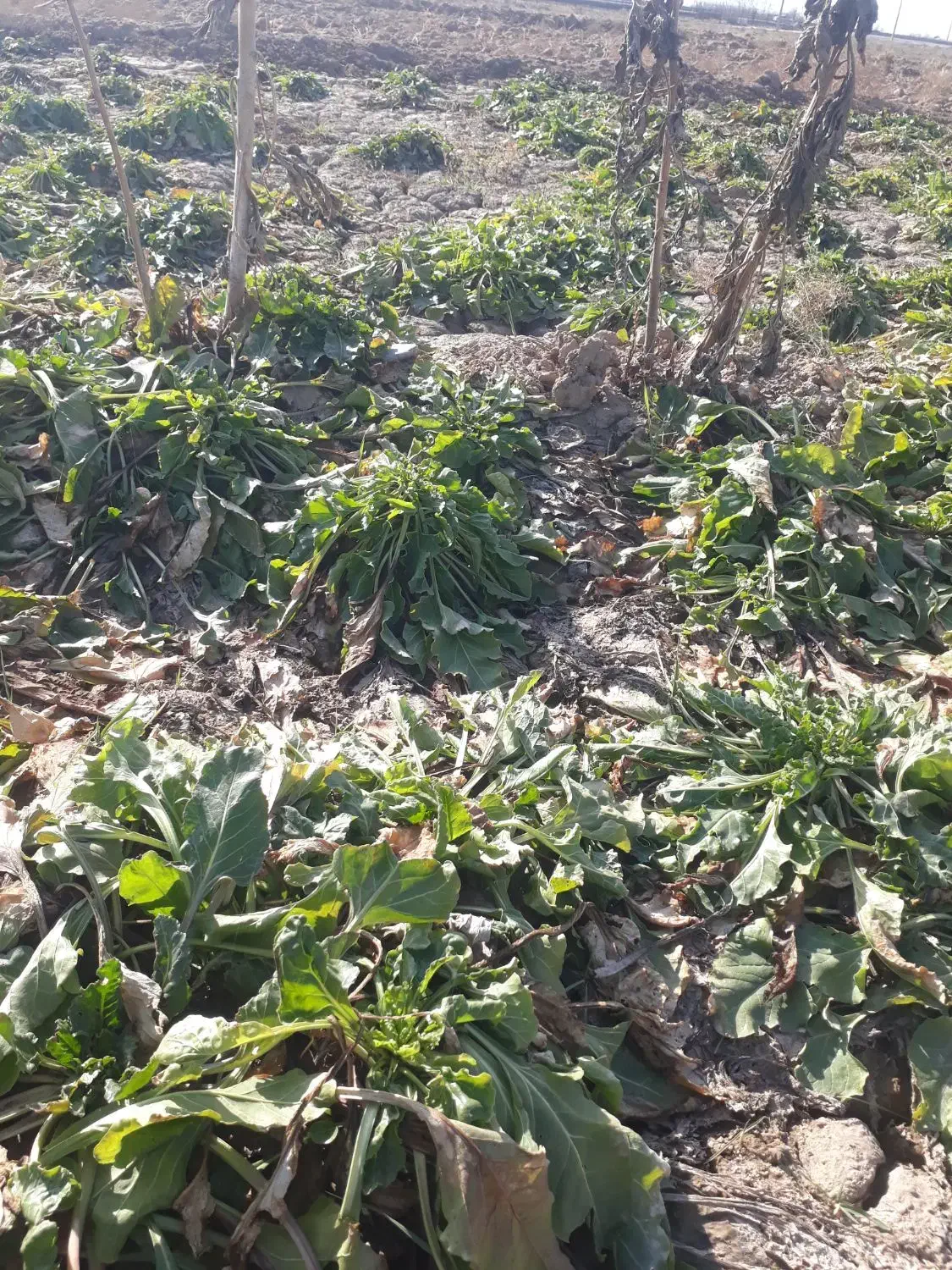 چقندر‌قند|لوازم جانبی حیوانات|نیشابور, فضل|دیوار