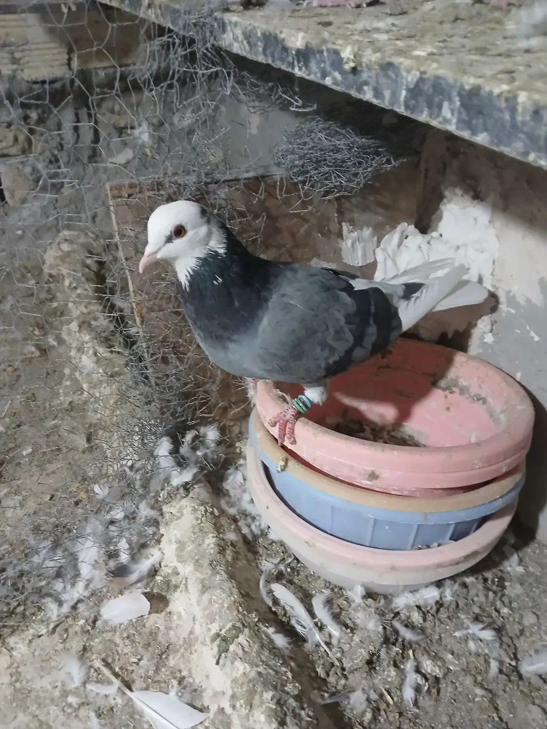 فروش کبوتر همه پرشی|پرنده|سراب, |دیوار