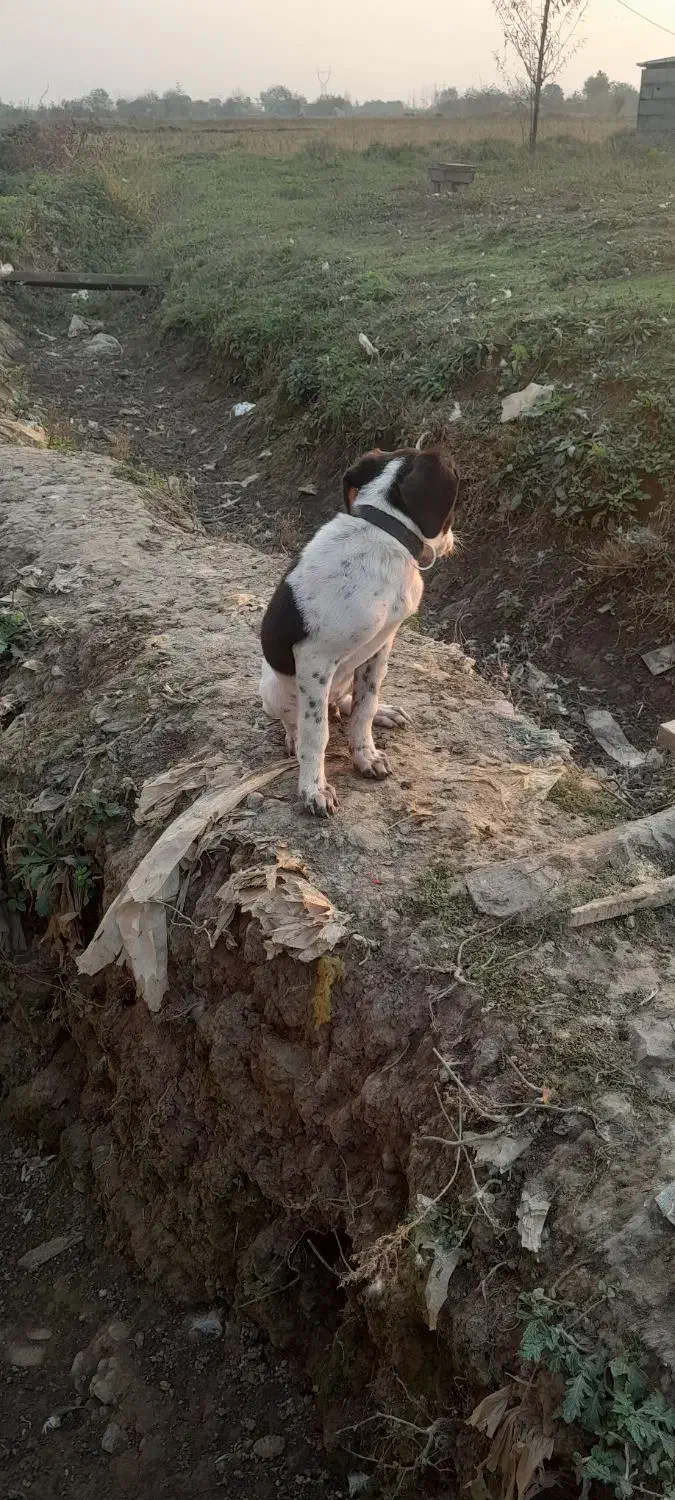 سگ شکاری|سگ|ماسال, |دیوار