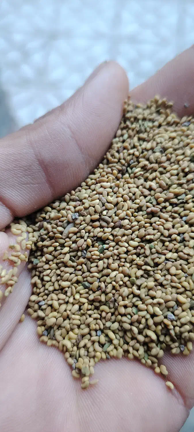 بزر یونجه|حراج|مریوان, |دیوار