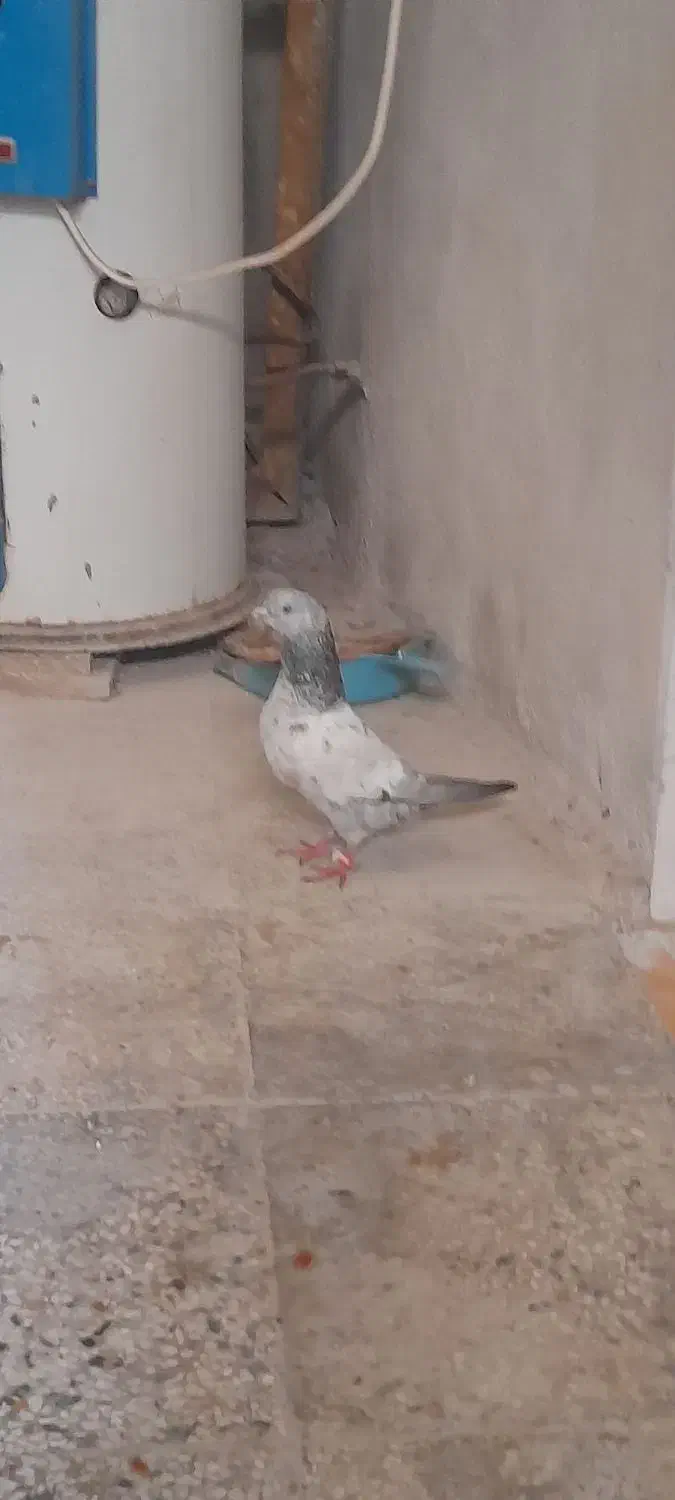 کبوتر|پرنده|بندر کنگان, |دیوار