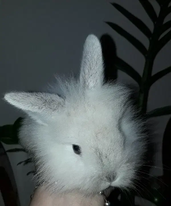 خرگوش لوپ|موش و خرگوش|آشخانه, |دیوار