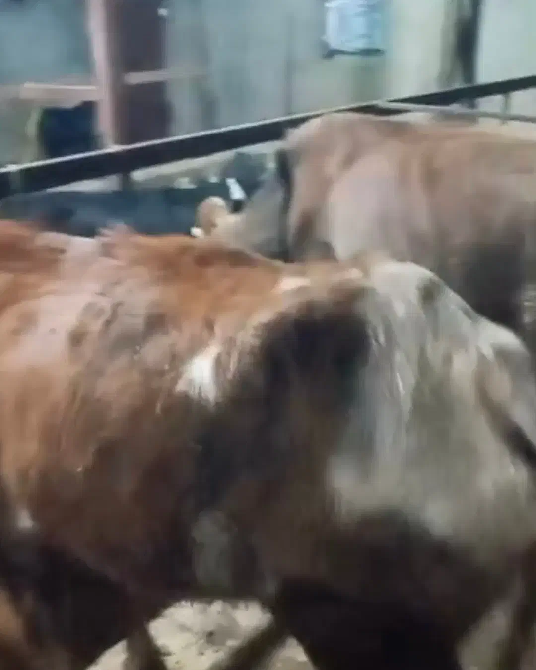 گاو گوساله|حیوانات مزرعه|چمستان, |دیوار