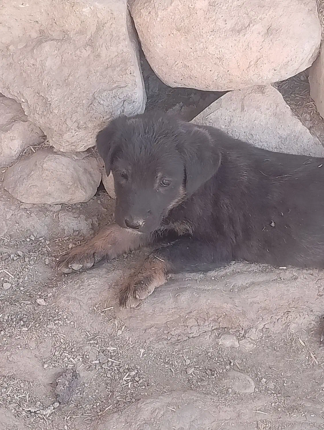 سگ نگهبان دوبرمن|سگ|کوهمره, |دیوار