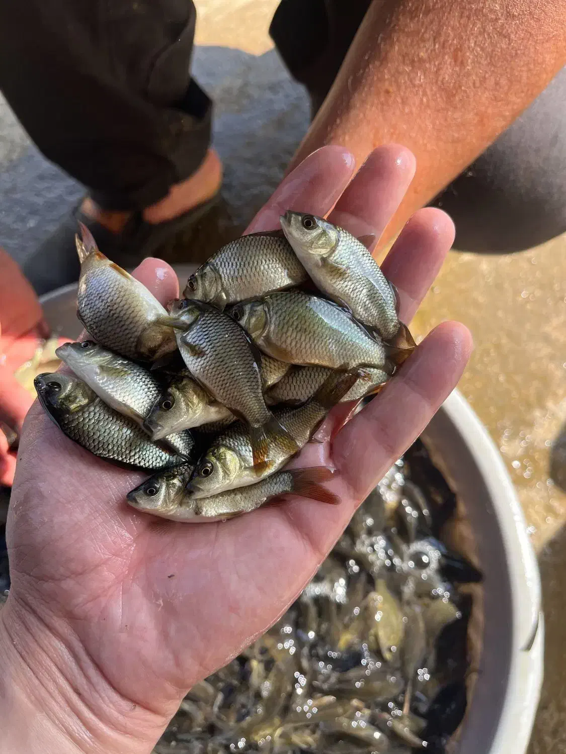 فروش انواع بچه ماهی ها|ماهی|آمل, |دیوار