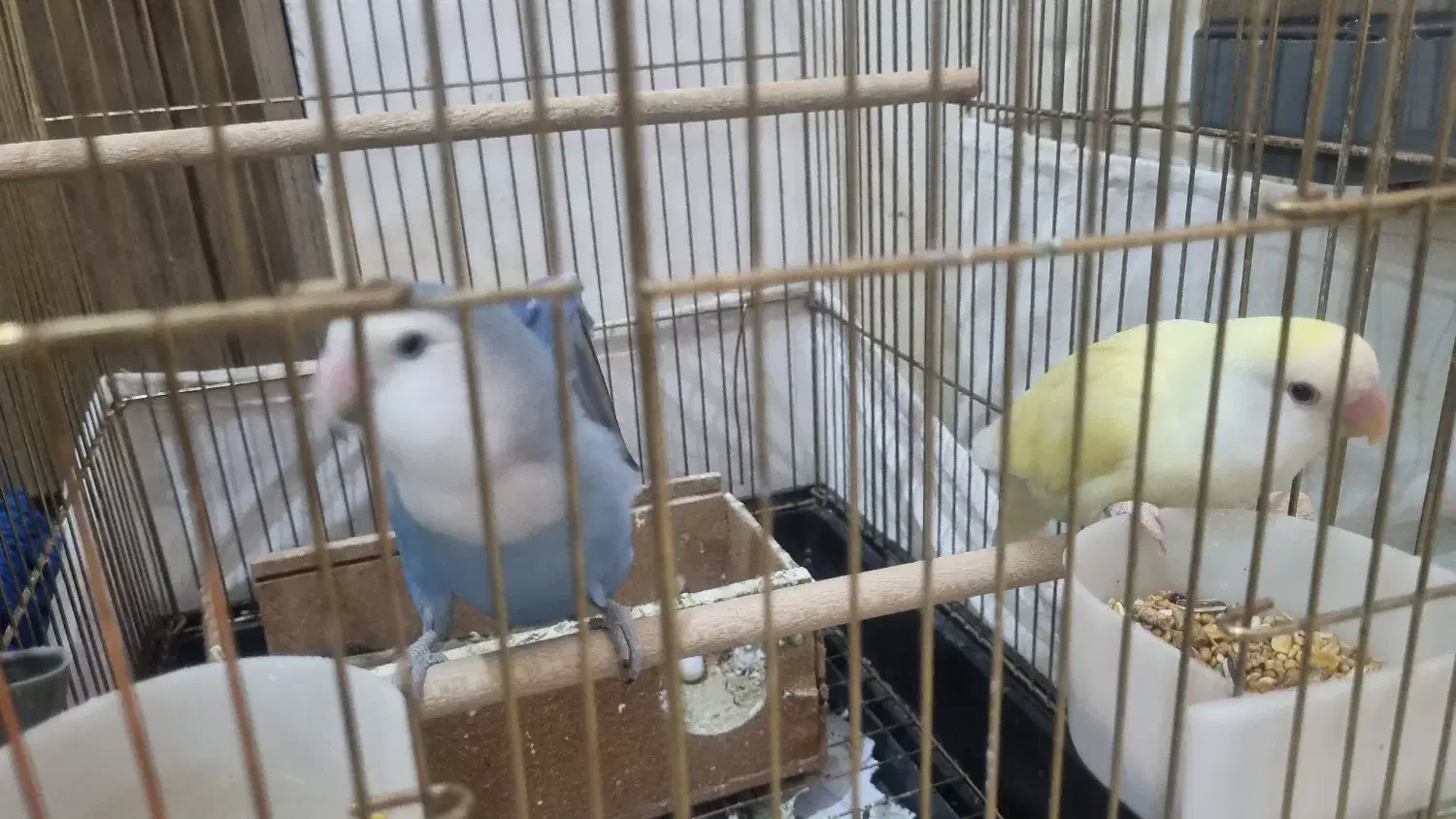 جفت مولد طوطی برزیلی -کوتوله|پرنده|شهرکرد, |دیوار