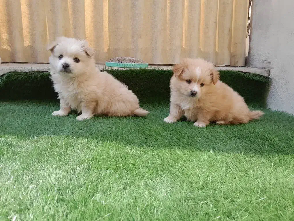 واگذاری سگ پامر روباهی|سگ|تهران, فلسطین (میدان انقلاب)|دیوار